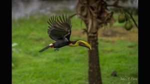 Black-mandibled Toucan